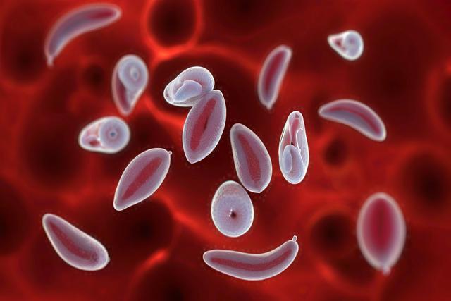 Κατανόηση της λοίμωξης Toxoplasma Gondii σε γάτες και σκύλους: συμπτώματα, διάγνωση και θεραπεία