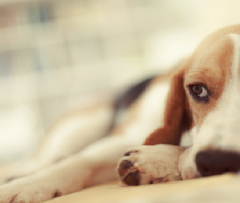 Κιτ δοκιμής Brucella Canis (B. Canis AB): Ταχεία διάγνωση πεδίου για βρουκέλλωση στα ζώα