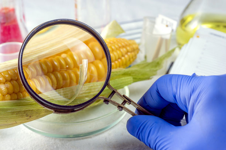 Ochratoxin του Babio Μια κασέτα ταχείας δοκιμής - εξασφαλίζοντας την παγκόσμια ασφάλεια των τροφίμων