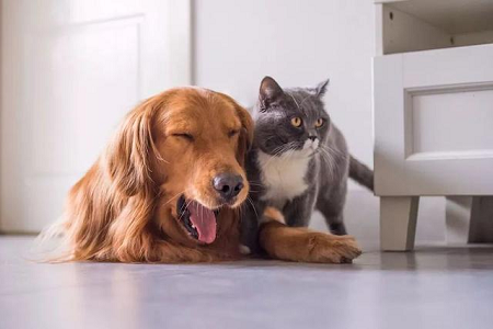 Η Babio λανσάρει κιτ δοκιμών TOXO Ab για ταχεία ανίχνευση αντισωμάτων τοξόπλασμα σε κατοικίδια