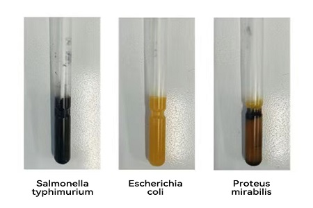 Η BABIO λανσάρει μέσο μεταφοράς υψηλής απόδοσης (τύπος SS) για αξιόπιστη παγκόσμια μεταφορά μικροβιακών δειγμάτων