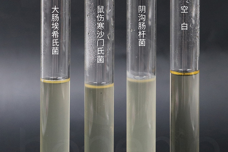 Η Babio Biotechnology λανσάρει ζωμό έγχυσης εγκεφάλου υψηλής απόδοσης για αξιόπιστη μικροβιακή καλλιέργεια