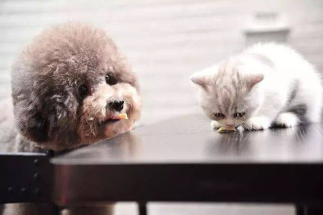 Κιτ δοκιμής Rapid FPV Ag για ανίχνευση ιού λοιμογόνου αιλουροειδούς